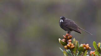 Short-bearded Honeyeater