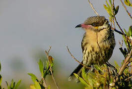 Spiny-cheeked Honeyeater