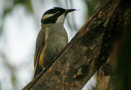 Strong-billed Honeyeater