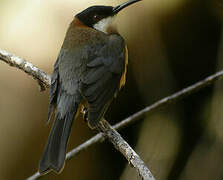 Eastern Spinebill