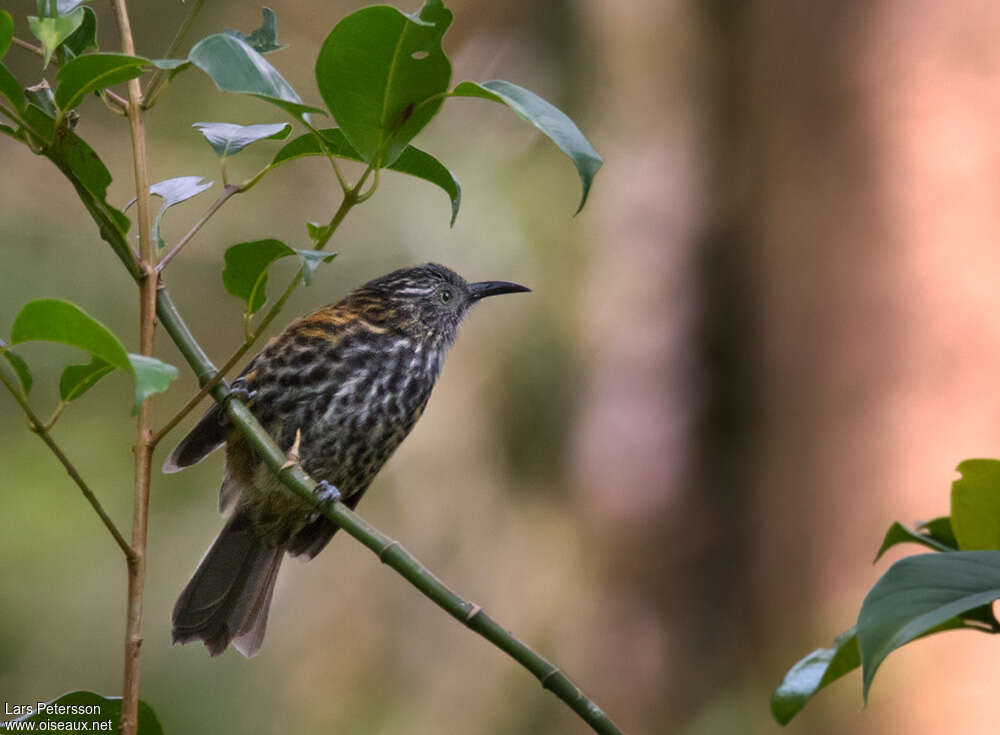 Rufous-backed Honeyeateradult, identification