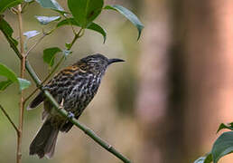 Rufous-backed Honeyeater