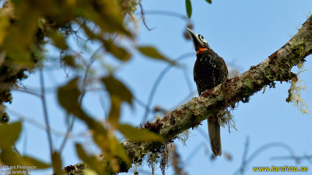 Vogelkop Melidectes