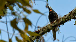 Vogelkop Melidectes