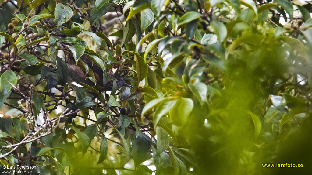 Rufous-sided Honeyeater