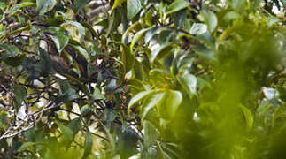 Rufous-sided Honeyeater