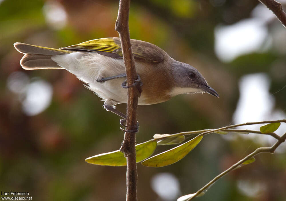 Rufous-banded Honeyeateradult