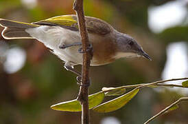 Rufous-banded Honeyeater