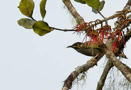 Black-throated Honeyeater