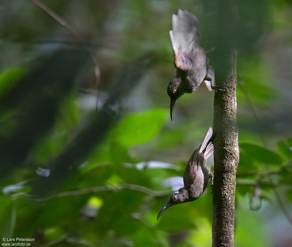 Long-billed Honeyeater