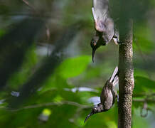 Long-billed Honeyeater