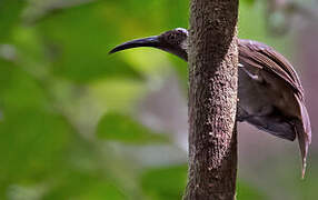 Long-billed Honeyeater