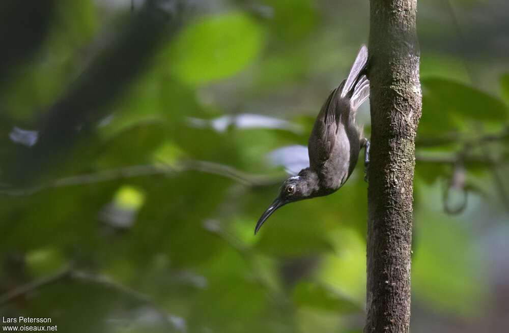 Long-billed Honeyeateradult