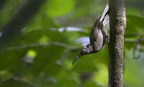 Long-billed Honeyeater