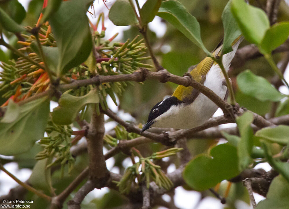 White-throated Honeyeater