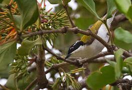 White-throated Honeyeater