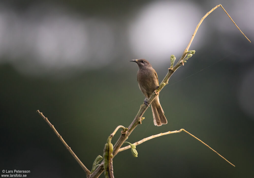 Grey-eared Honeyeater