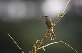 Grey-eared Honeyeater