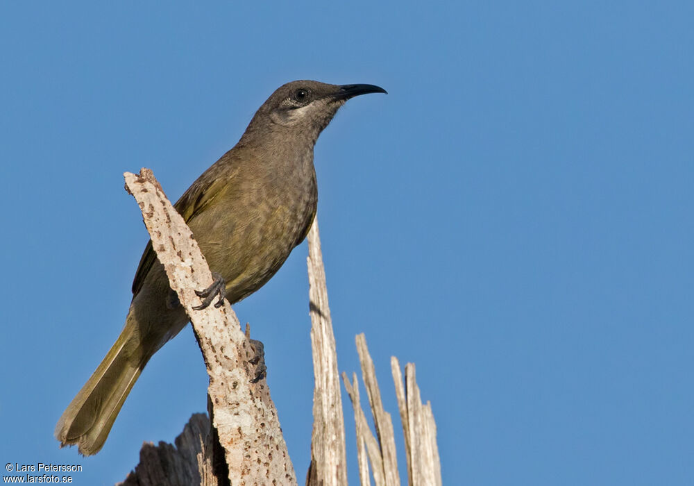 Grey-eared Honeyeater