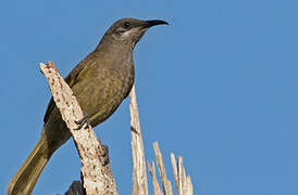 Grey-eared Honeyeater