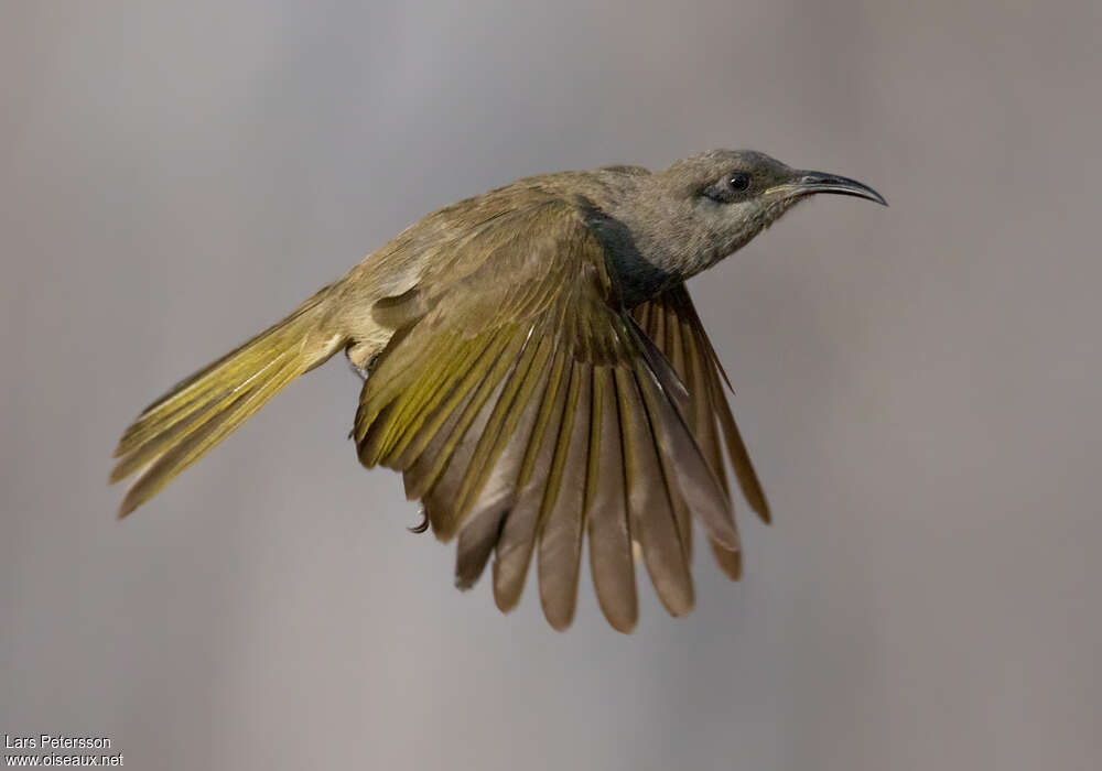 Grey-eared Honeyeateradult, Flight