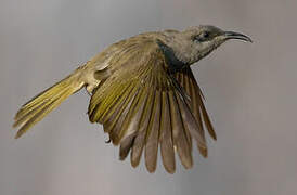 Grey-eared Honeyeater