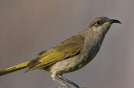 Grey-eared Honeyeater