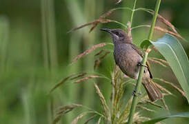 Grey-eared Honeyeater