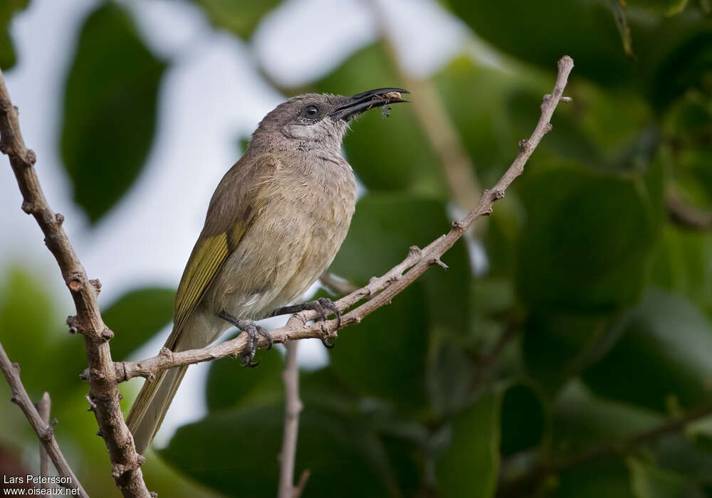 Grey-eared Honeyeateradult, feeding habits