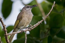 Grey-eared Honeyeater