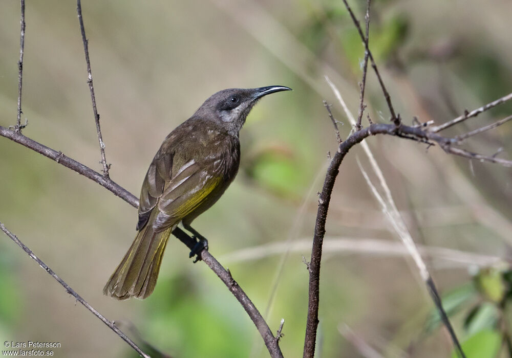 Grey-eared Honeyeater