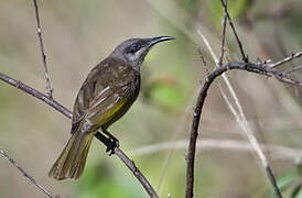 Grey-eared Honeyeater