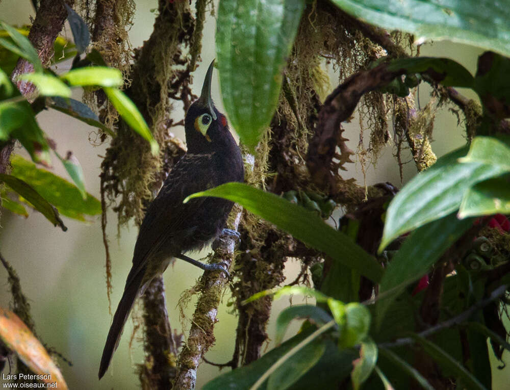 Cinnamon-browed Melidectes