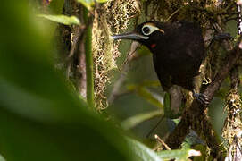 Cinnamon-browed Melidectes