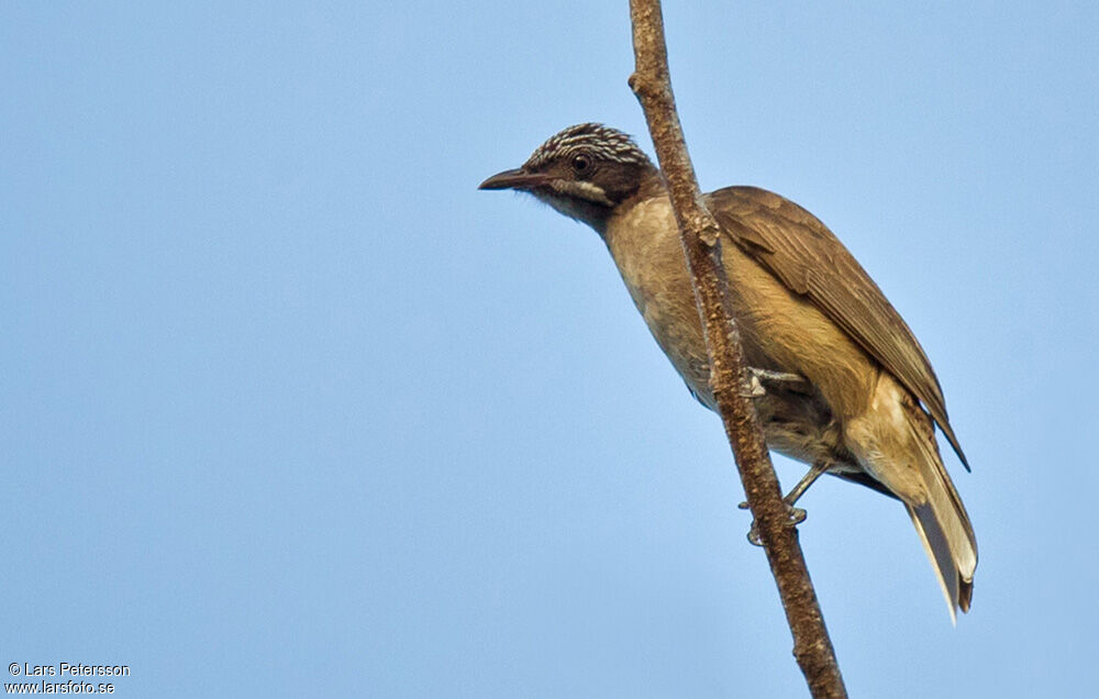 Streak-headed Honeyeater