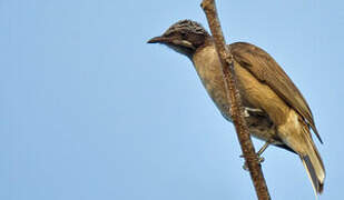 Streak-headed Honeyeater