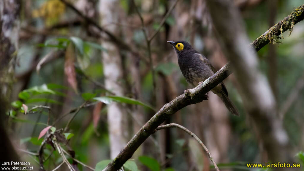 Arfak Honeyeateradult, identification