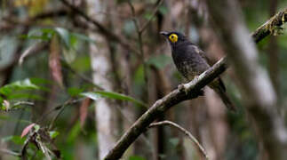 Arfak Honeyeater