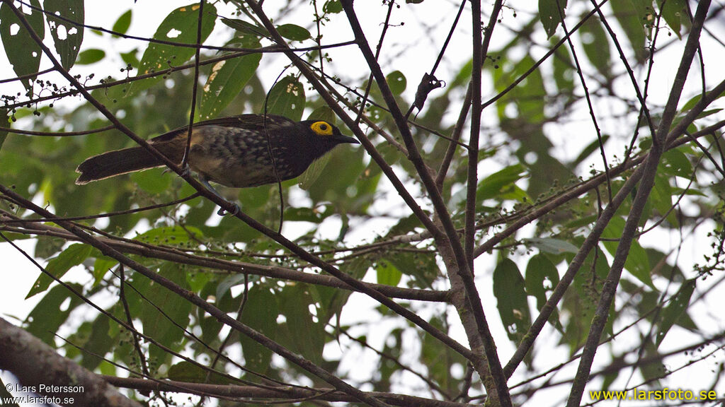 Arfak Honeyeater