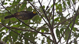 Arfak Honeyeater