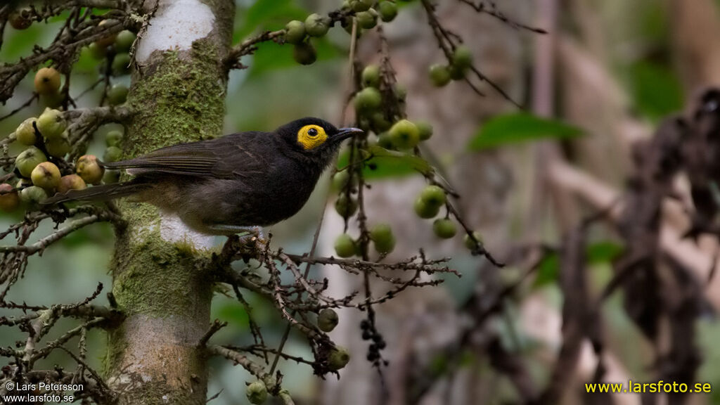 Arfak Honeyeater