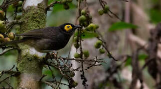 Arfak Honeyeater