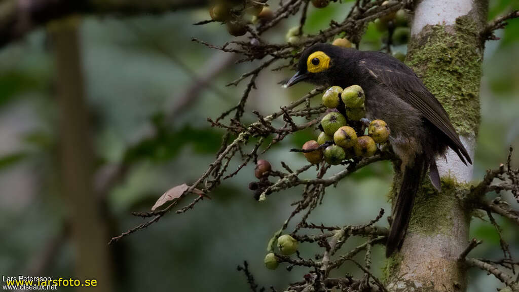 Arfak Honeyeateradult, feeding habits