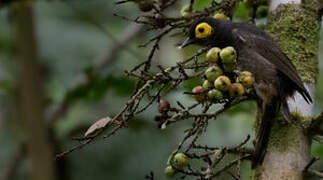 Arfak Honeyeater