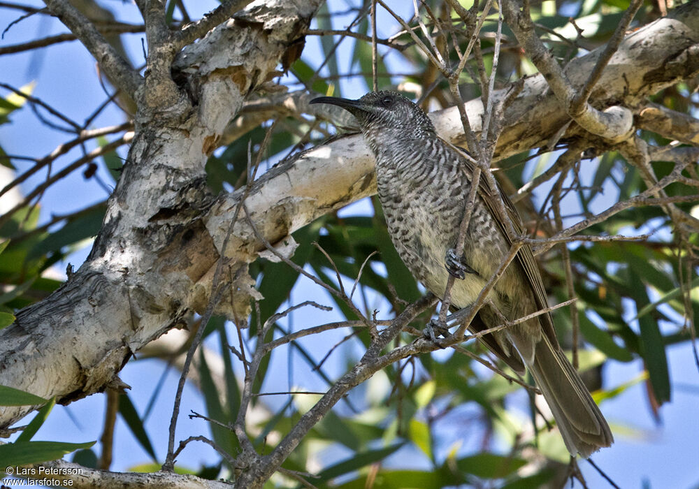 Barred Honeyeater