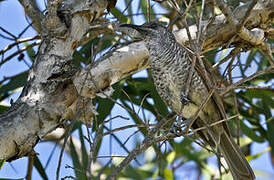 Barred Honeyeater