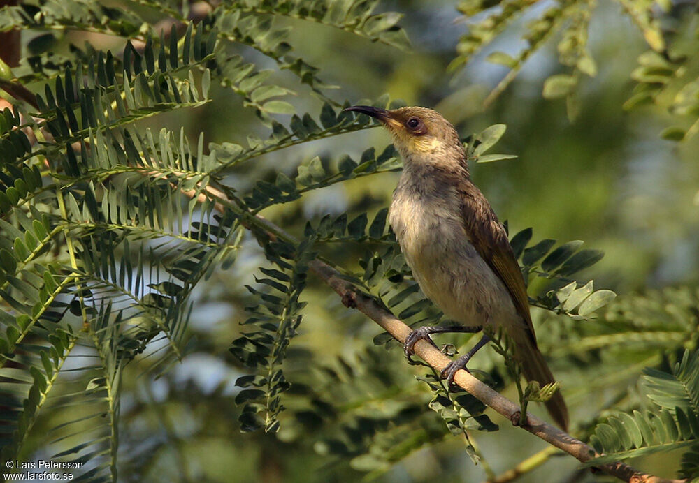 Brown Honeyeater