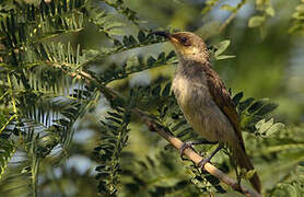 Brown Honeyeater