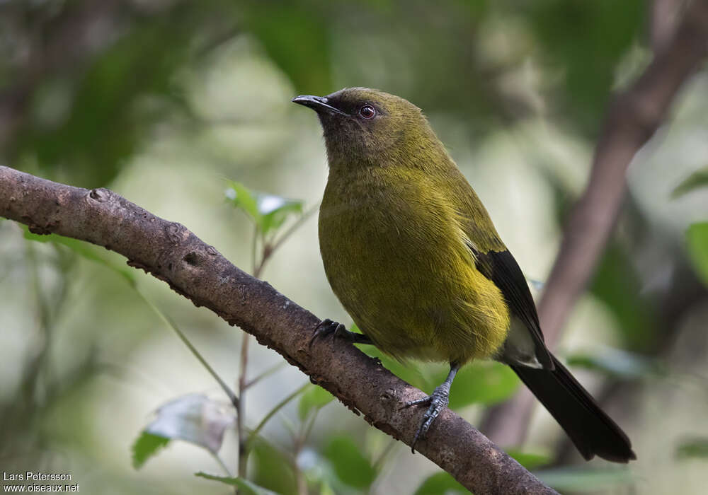 New Zealand Bellbirdadult