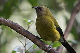 New Zealand Bellbird